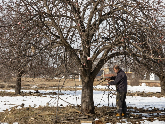 Можно ли обрезать плодовые деревья каждый год: правила и ошибки