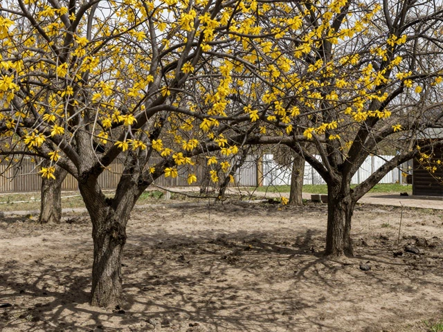 Можно ли сажать два абрикоса рядом: правила размещения и последствия