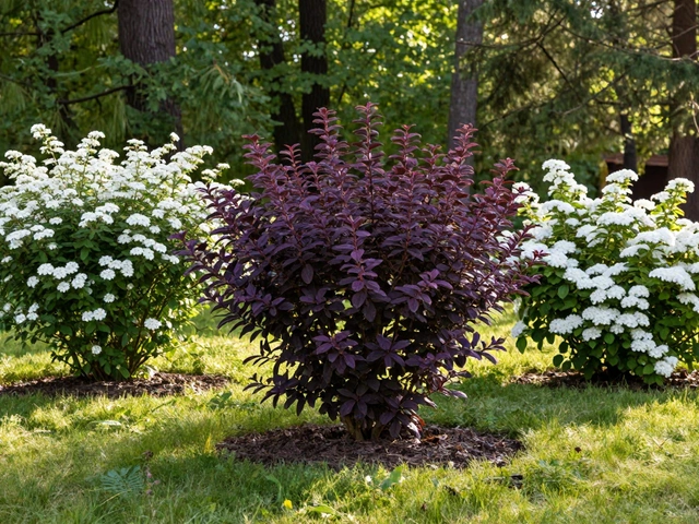 Какие кустарники использовать в ландшафтном дизайне: лучшие варианты для дачи и участка