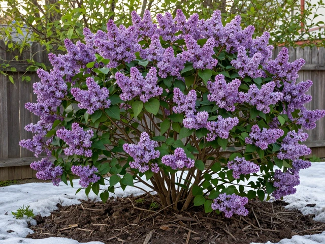 Какие кустарники самые неприхотливые для сада в России