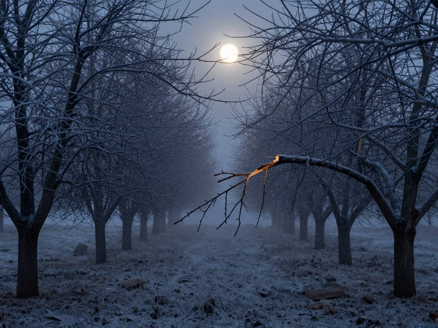 Можно ли обрезать фруктовые деревья в декабре? Правильное время и правила обрезки