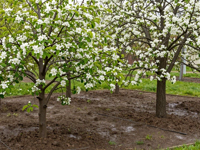 Можно ли сажать яблони и груши рядом: правила размещения и совместимость