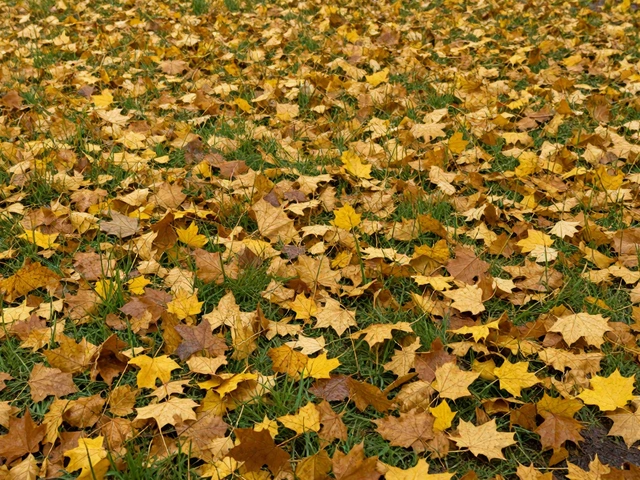 Зачем убирают опавшую листву с газона? Правда и мифы