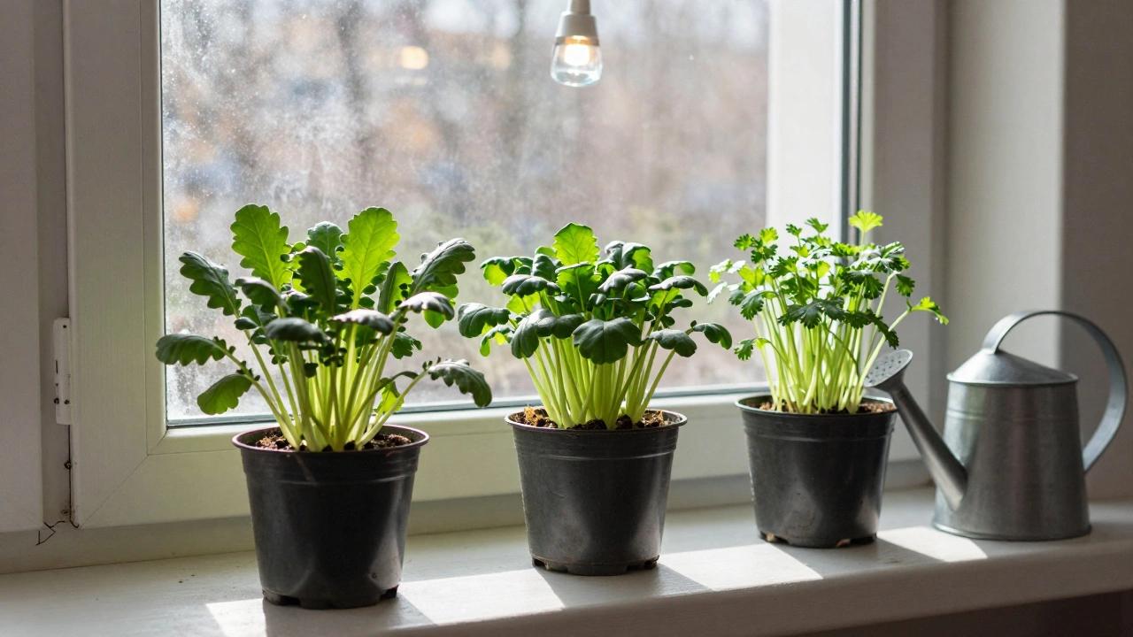Какая зелень растет быстрее всего: лучшие варианты для дома