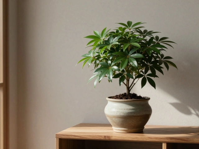 Что необычного можно посадить дома: нестандартные декоративные кустарники для интерьера