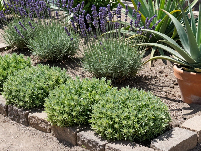 Как называется цветок, который не надо поливать: реальные растения для ленивых садоводов