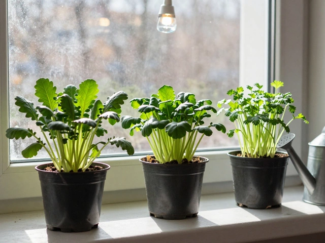 Какая зелень растет быстрее всего: лучшие варианты для дома