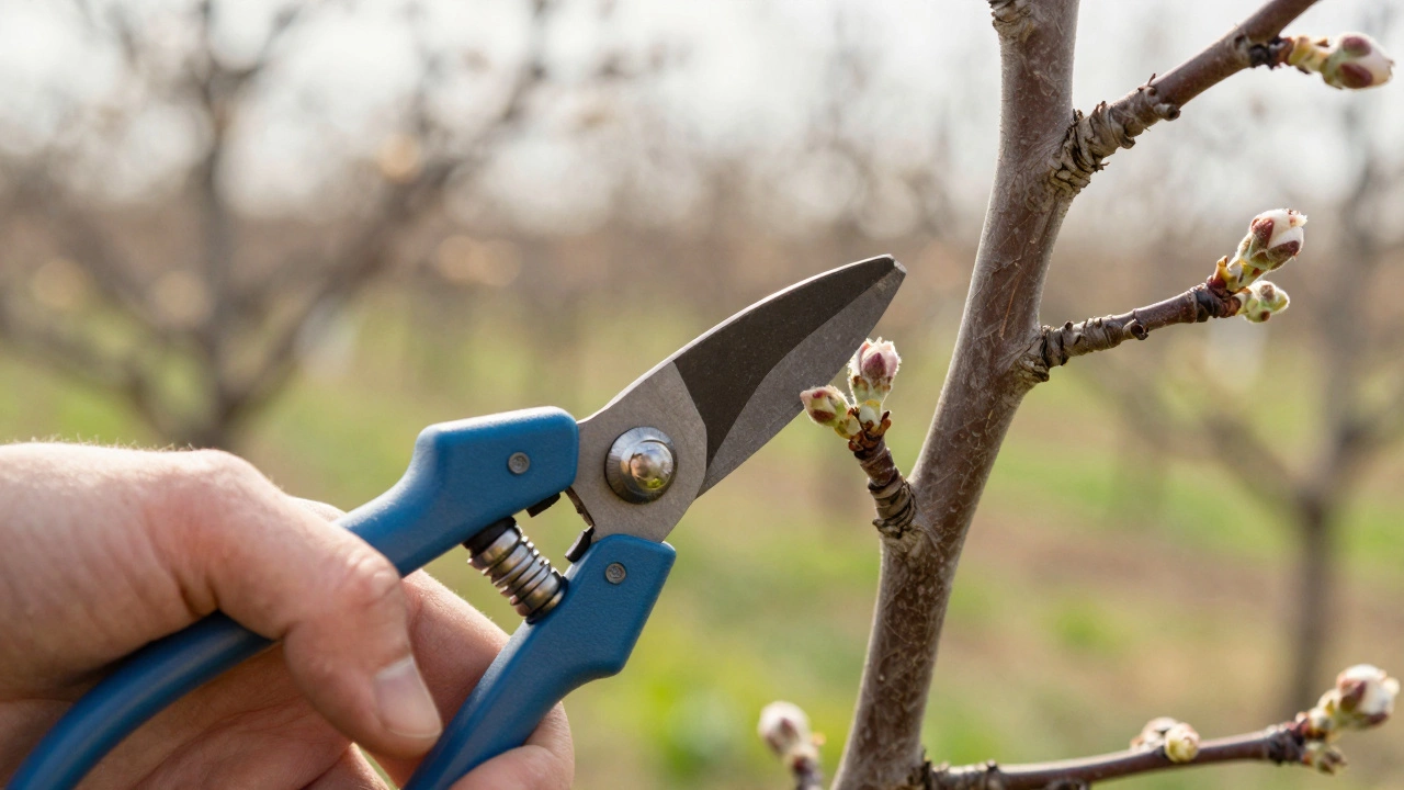 Как увеличить урожай яблонь: секреты обрезки, питания и ухода