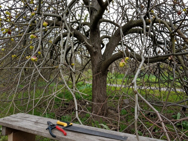 Как обрезать запущенные деревья: пошаговый план восстановления сада