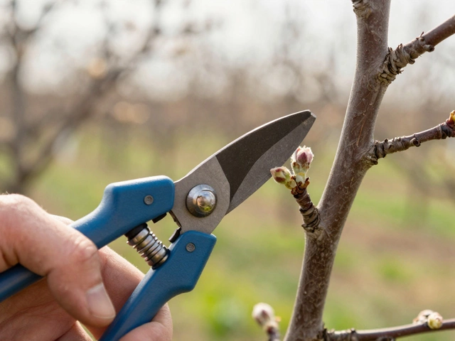Как увеличить урожай яблонь: секреты обрезки, питания и ухода