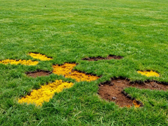 Поливать ли газон навозом: риски, правила и лучшие альтернативы